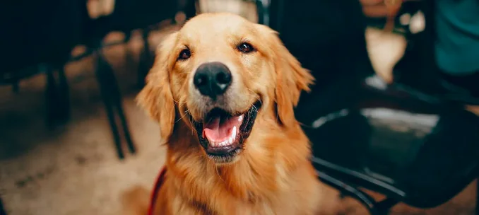 Elezioni 2022, l’Oipa: si può andare a votare con il cane